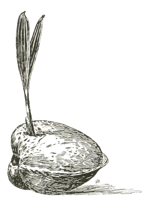 coconut seedling drawing