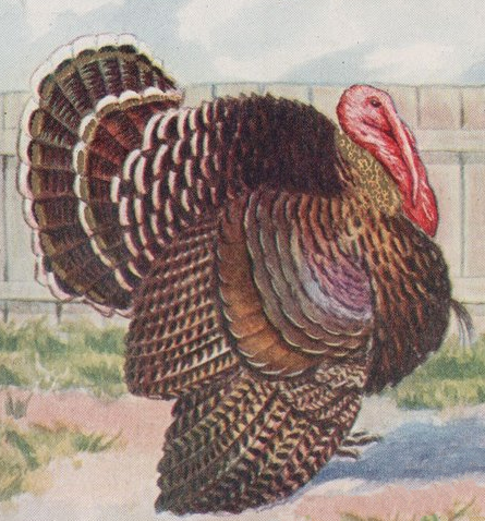 proud turkey drawing