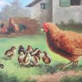 vintage barnyard chickens drawing