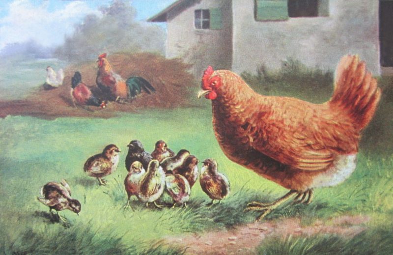 vintage barnyard chickens drawing