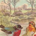 Vintage postcard illustration of two birds on a branch