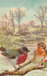 Vintage postcard illustration of two birds on a branch